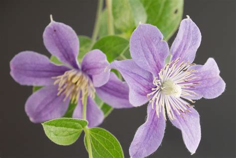 staudenclematis arabella|Clematis Arabella ist auch für Anfänger bestens geeignet •。